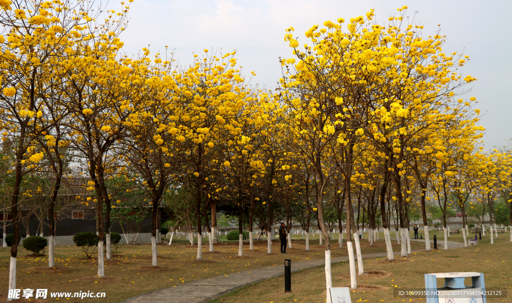 风铃花