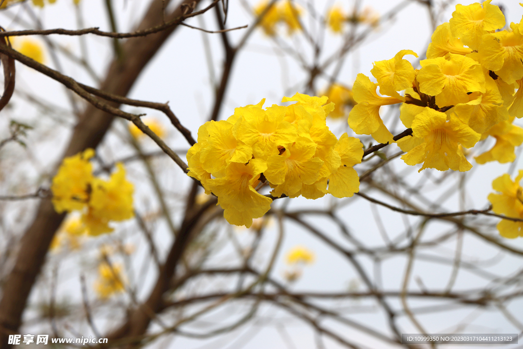 风铃花