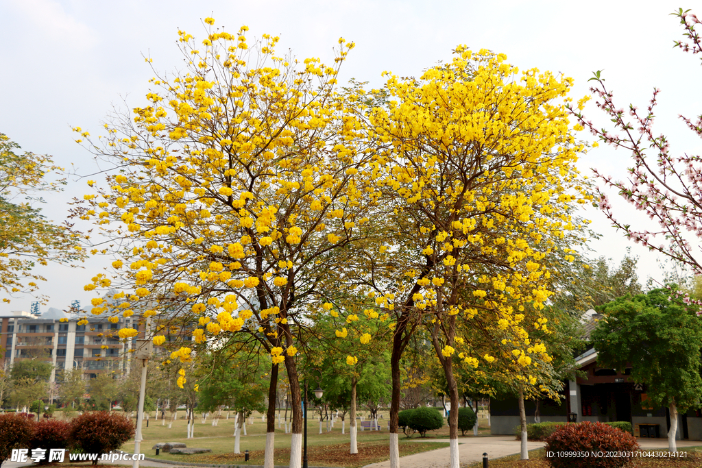 风铃花