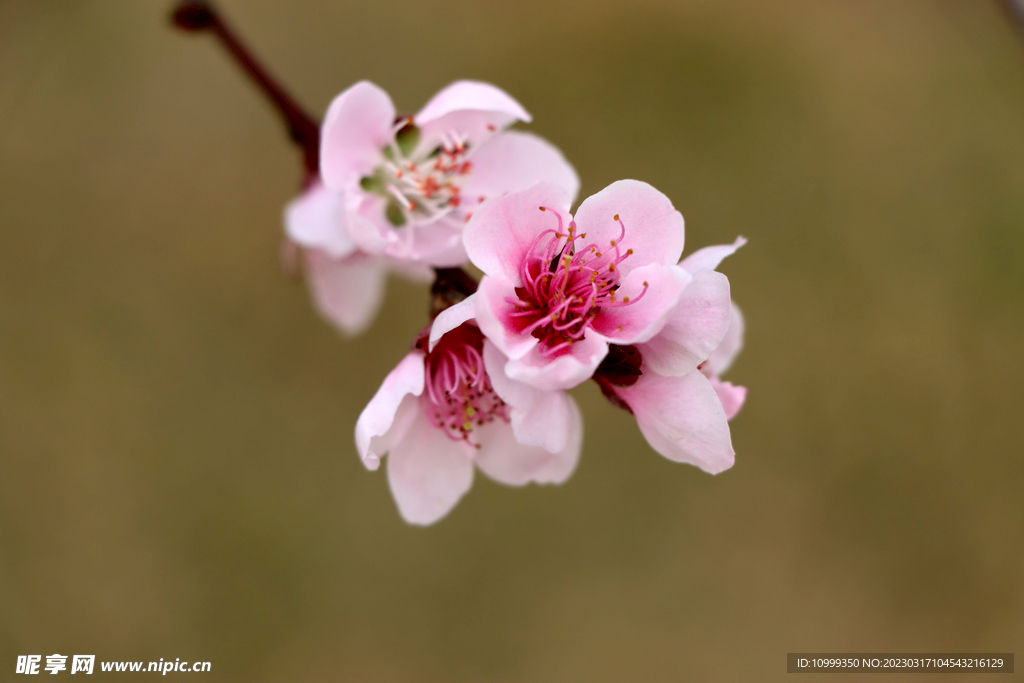 桃花
