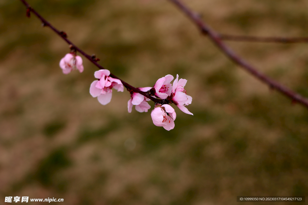 桃花