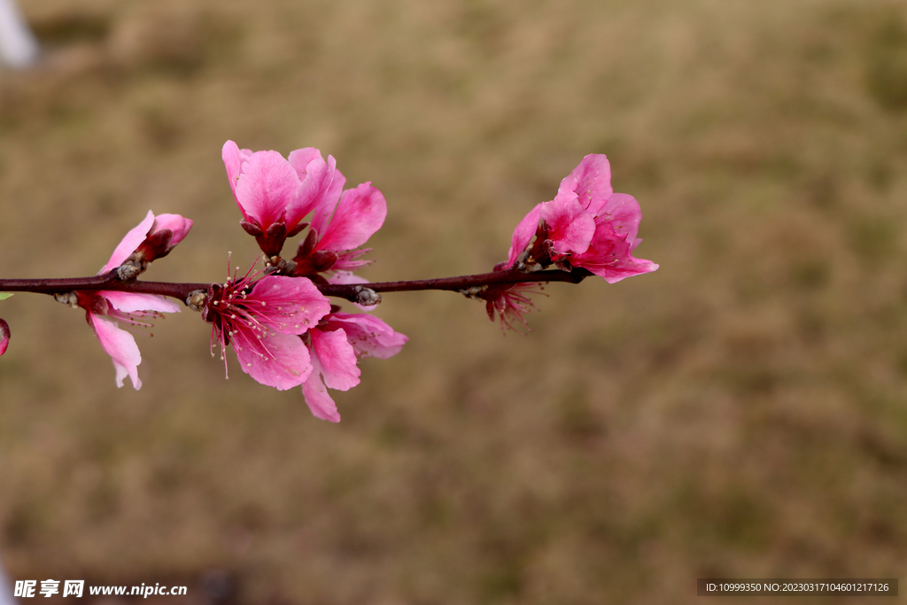 桃花