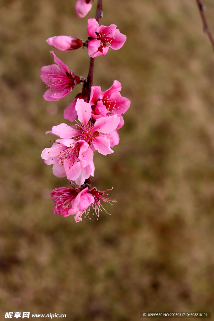桃花