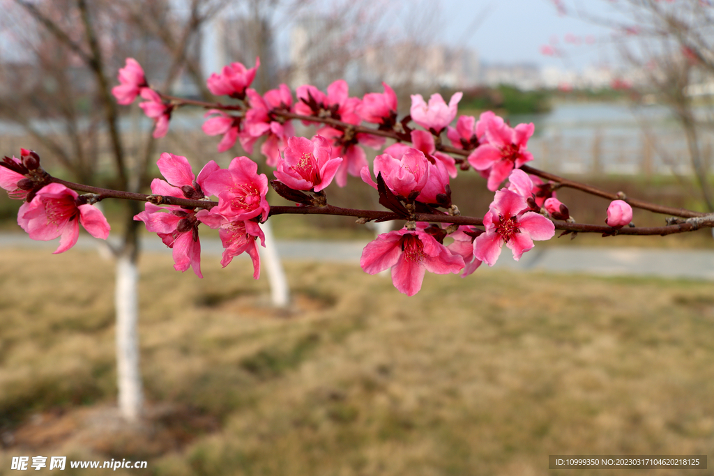 桃花