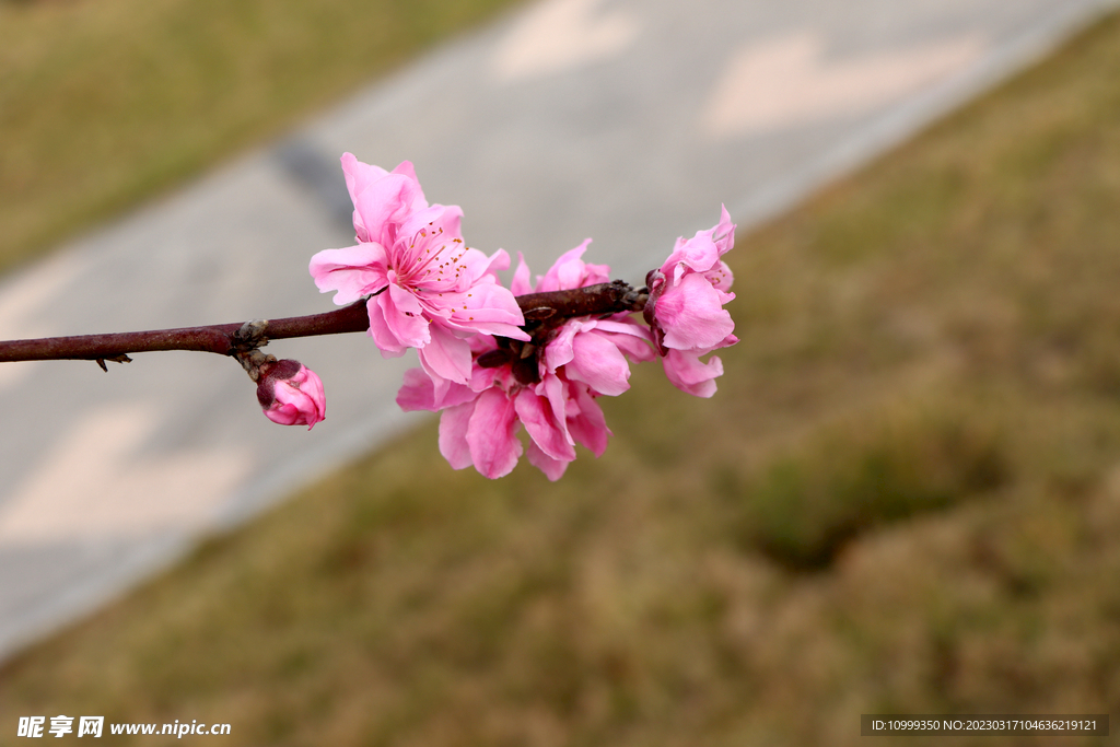 桃花