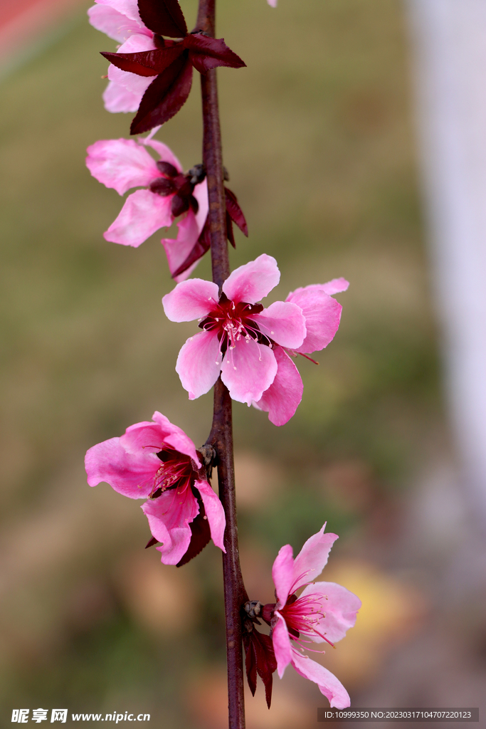 桃花