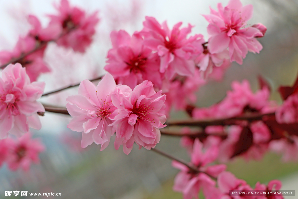 桃花