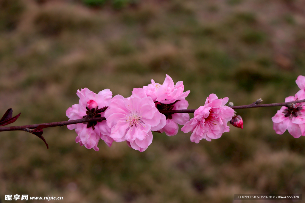 桃花