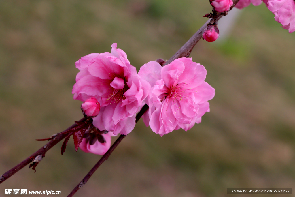 桃花