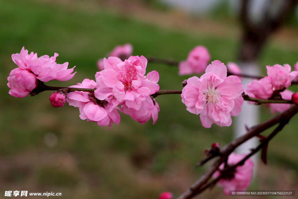 桃花