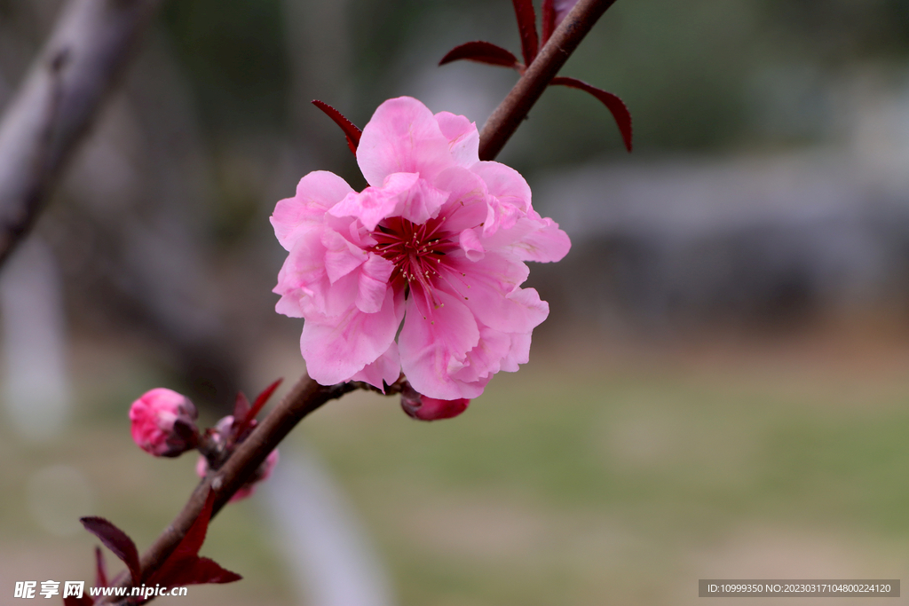 桃花