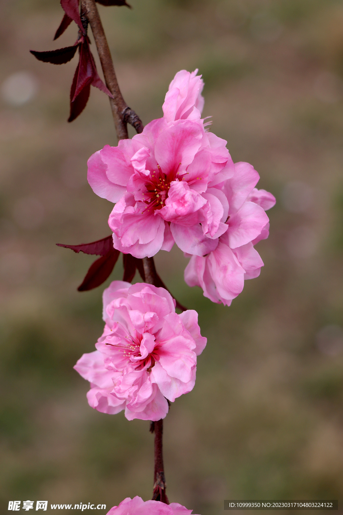 桃花