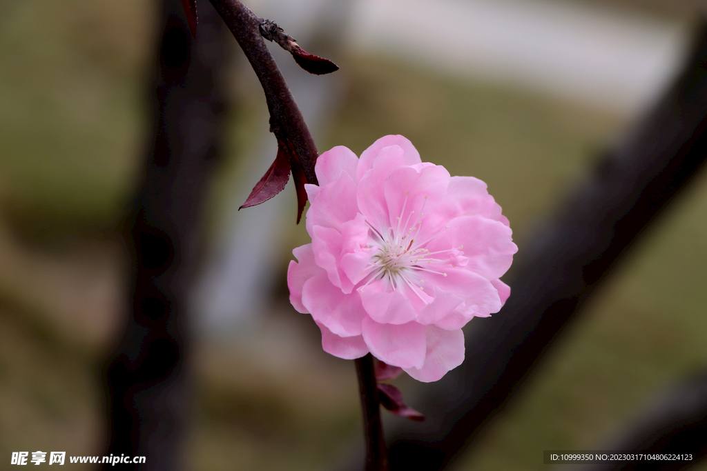 桃花