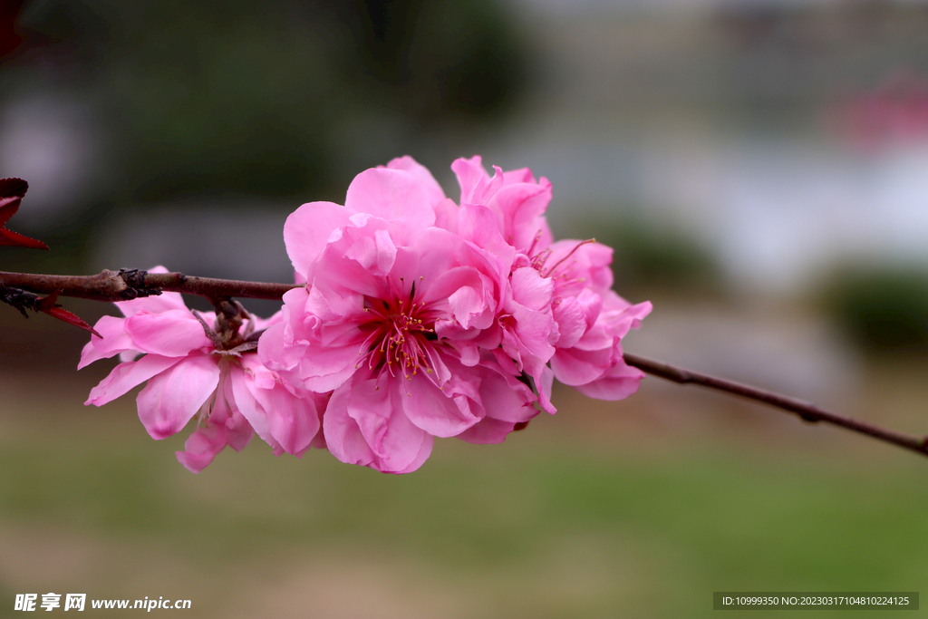 桃花