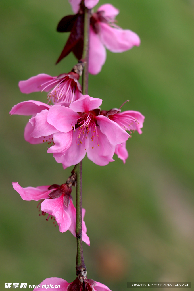 桃花