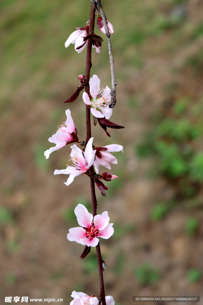 桃花