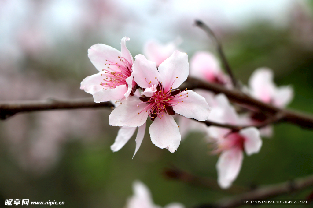桃花