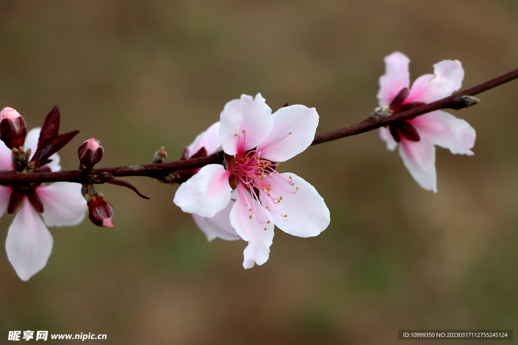 桃花