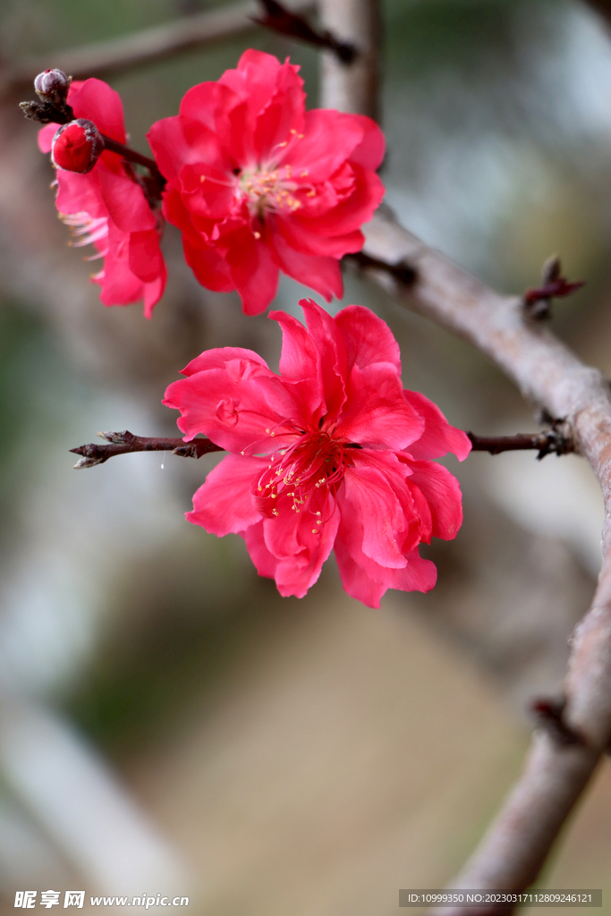 桃花