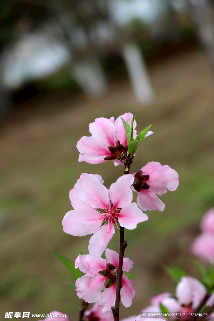 桃花盛开