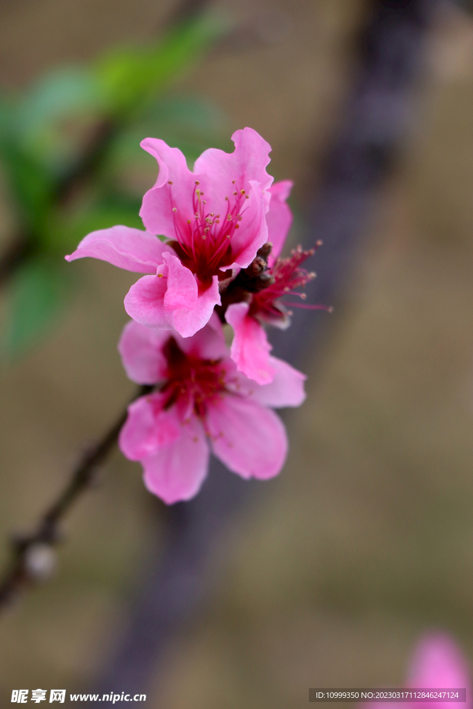 桃花
