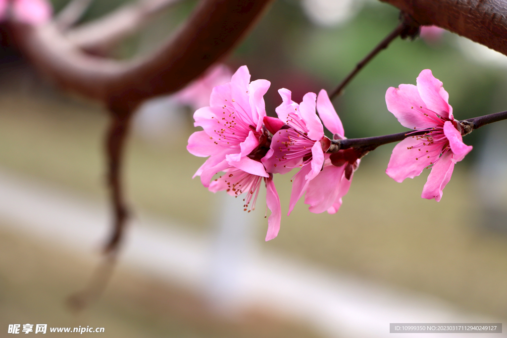桃花