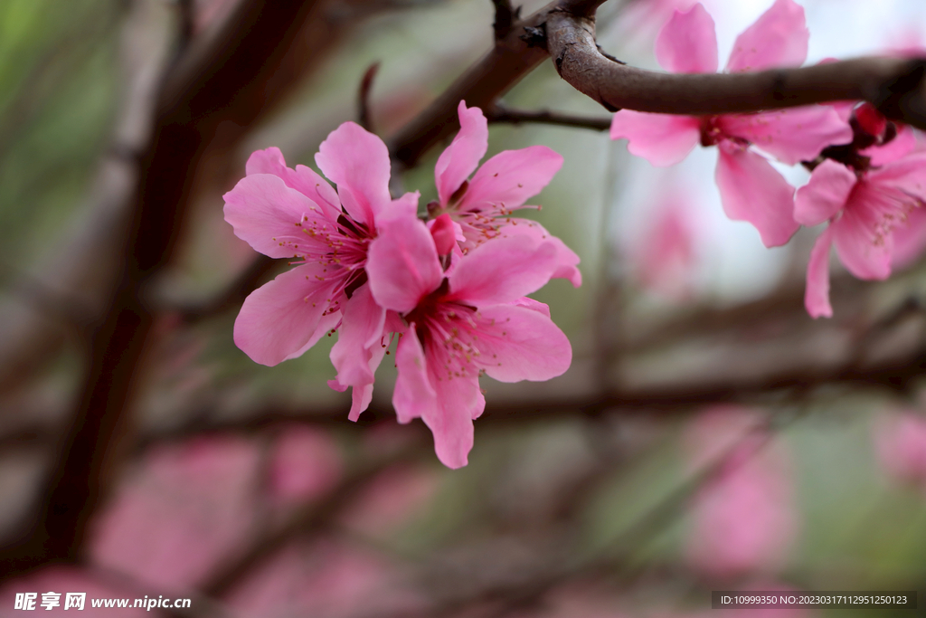 桃花