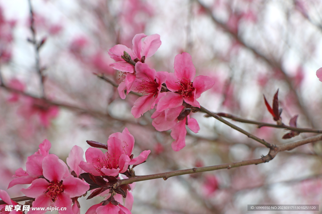 桃花
