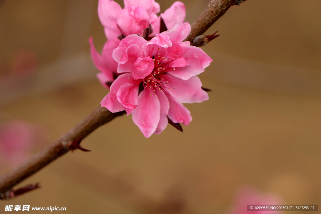 桃花