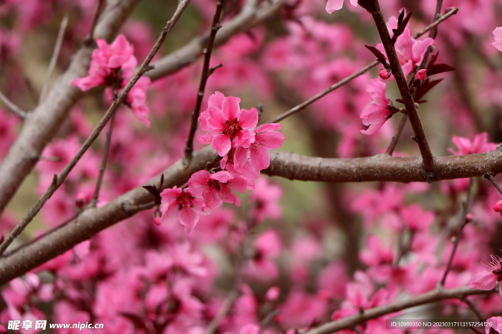 桃花
