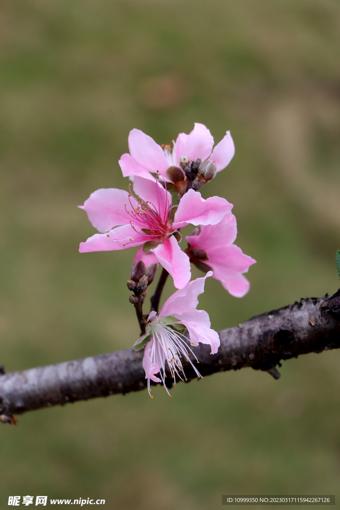 桃花