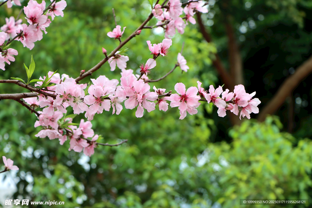 桃花