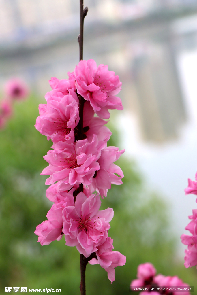 桃花