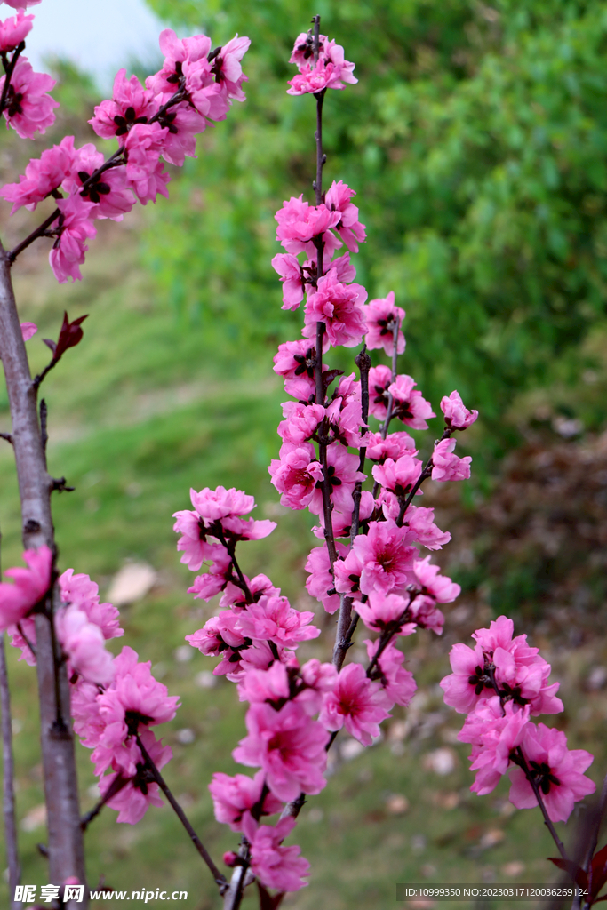桃花