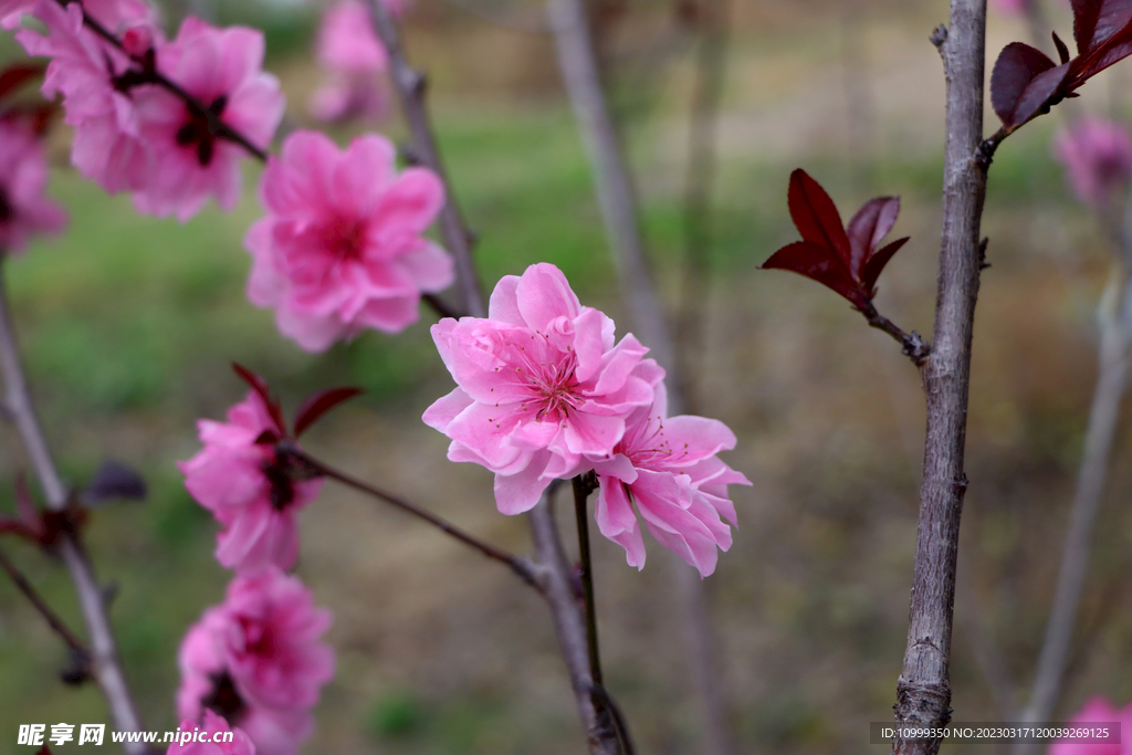 桃花