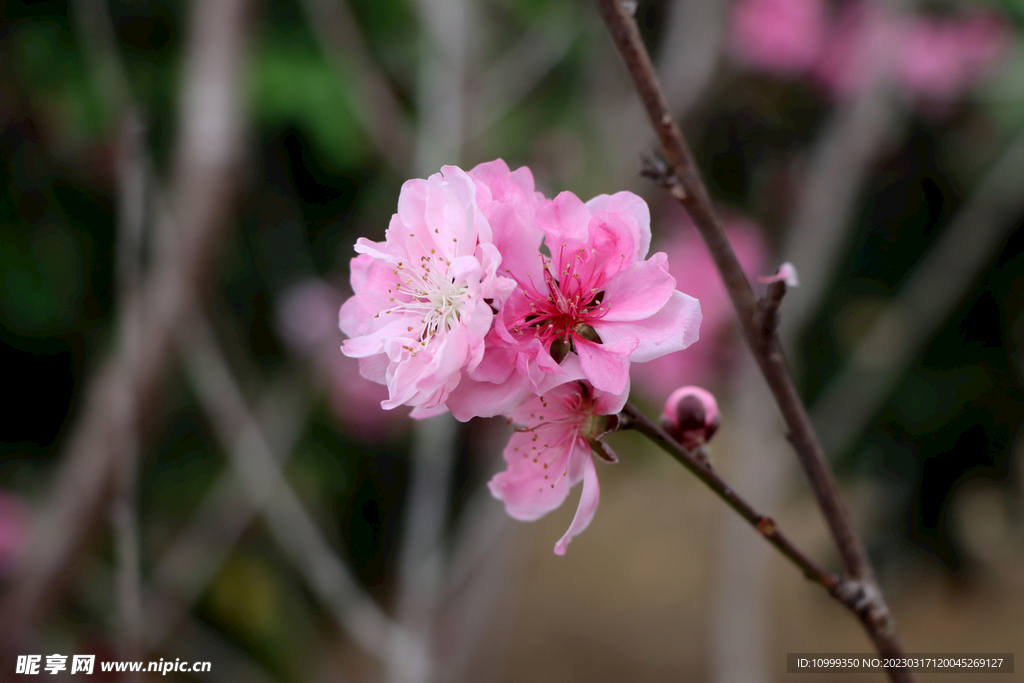 桃花