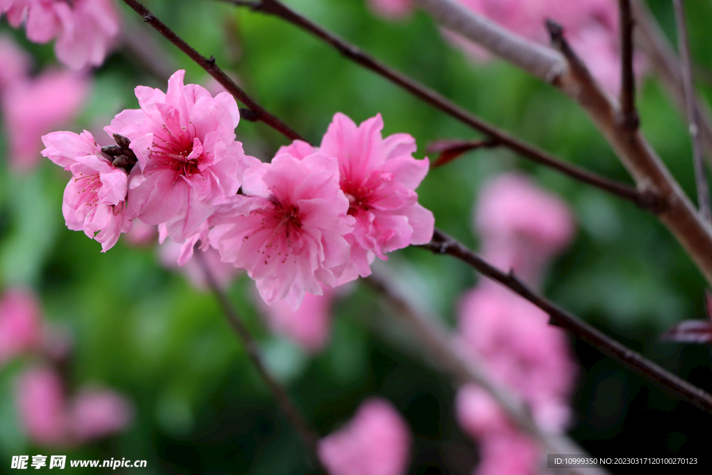 桃花