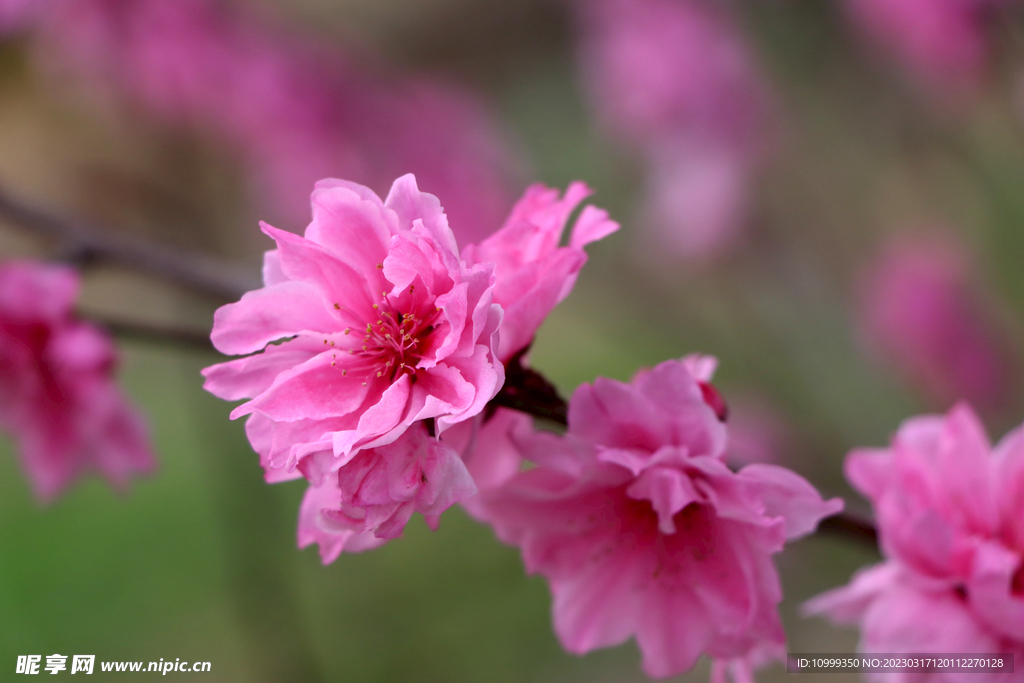 桃花