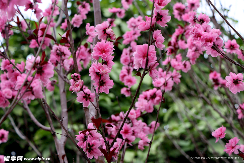 桃花