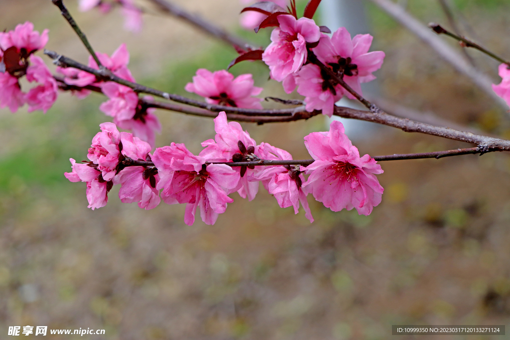 桃花
