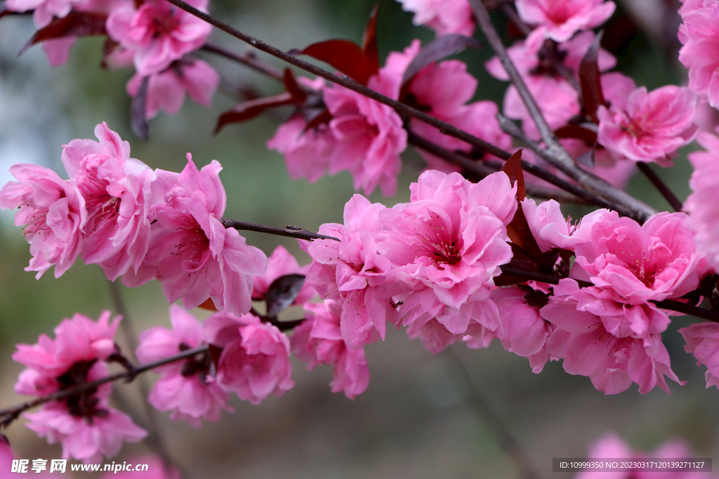 桃花