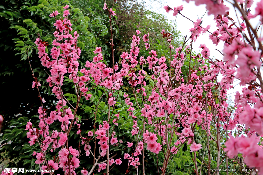桃花