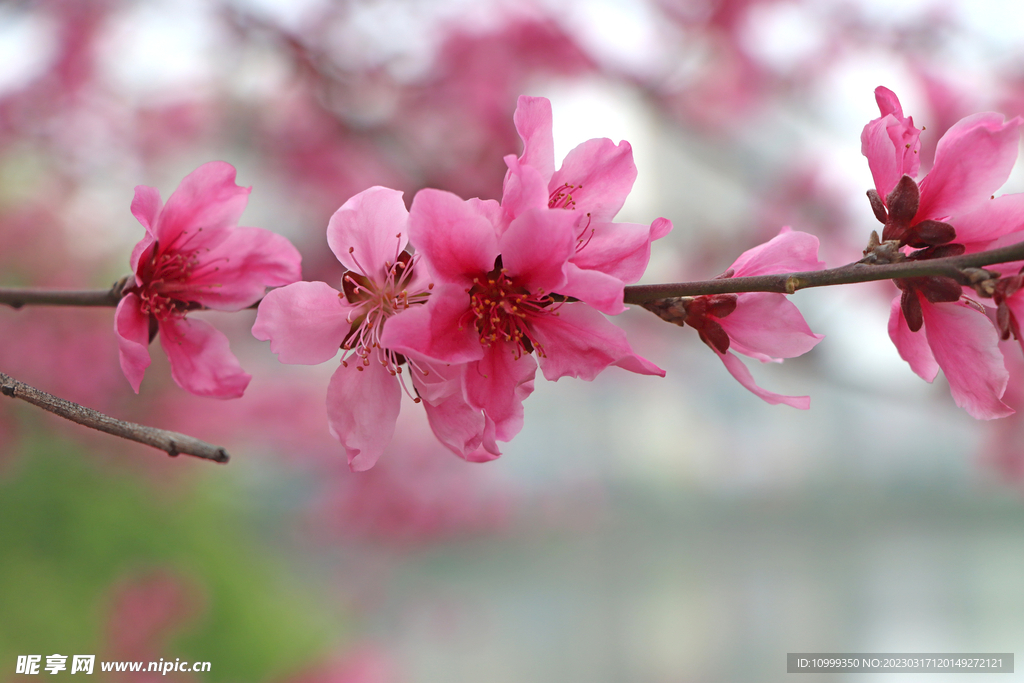 桃花