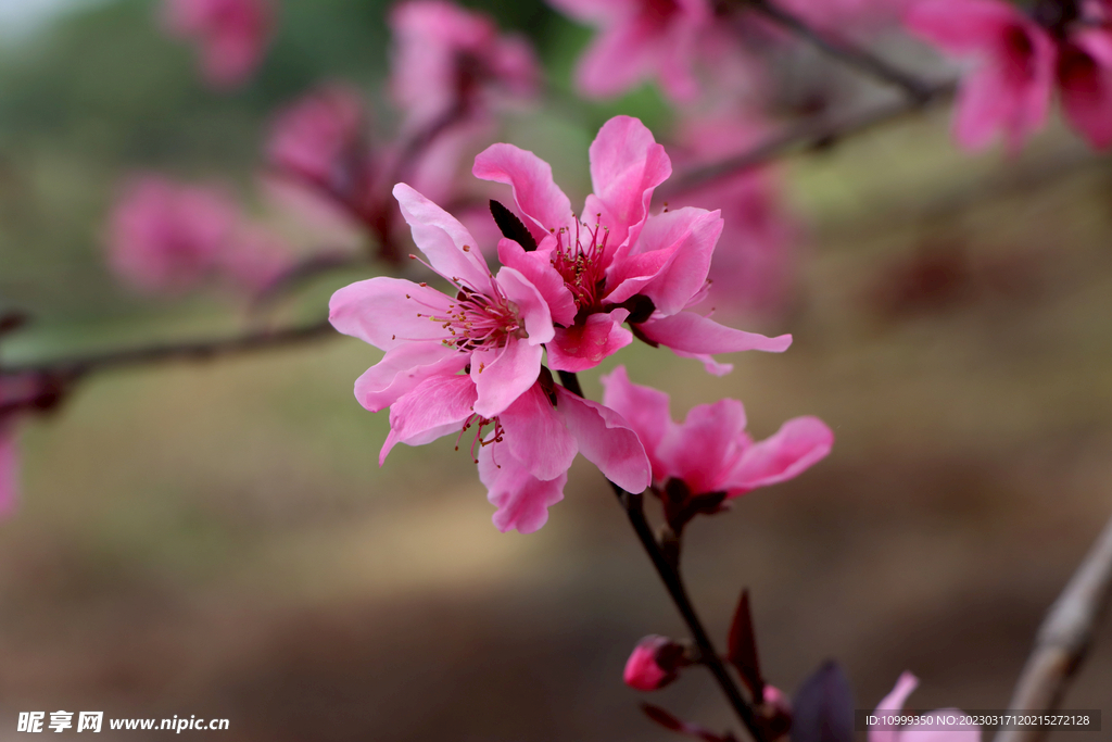 桃花