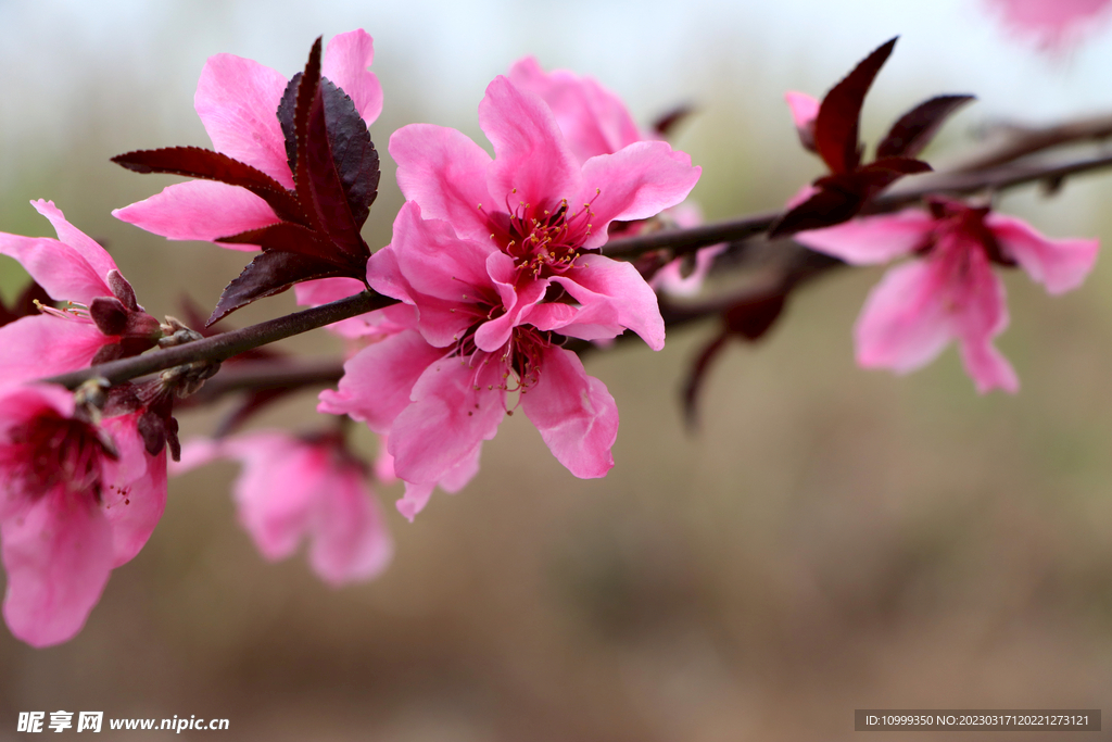 桃花