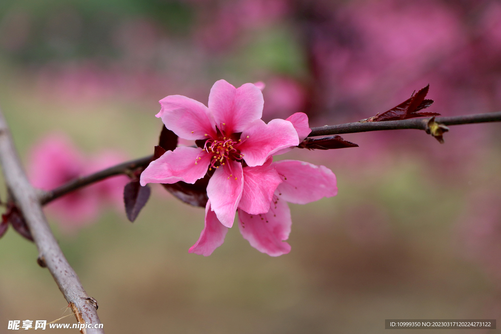 桃花