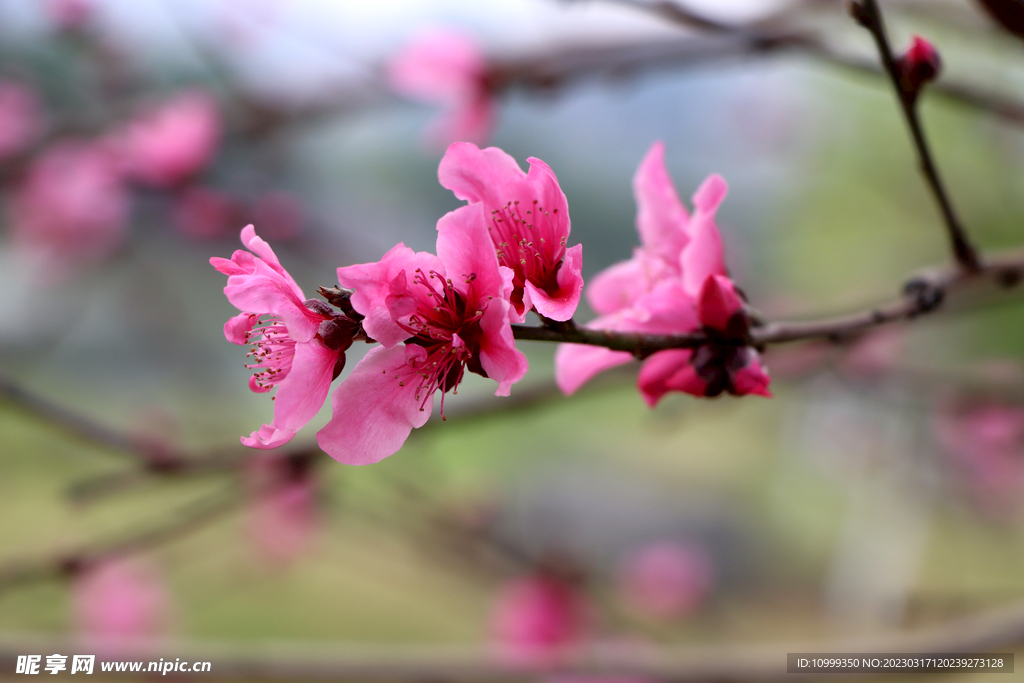 桃花