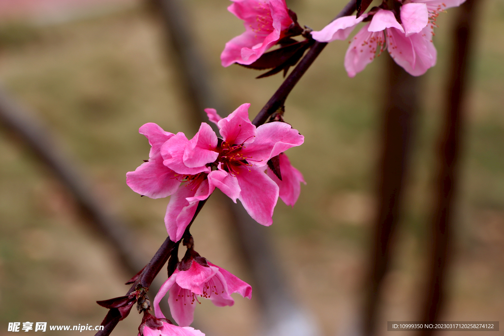 桃花