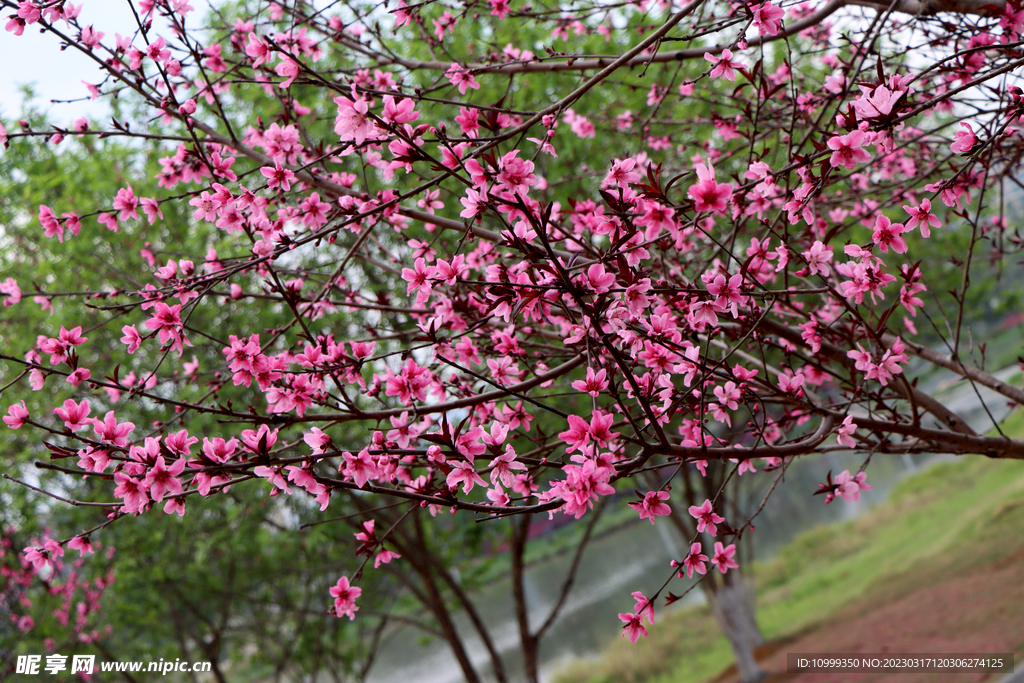 桃花