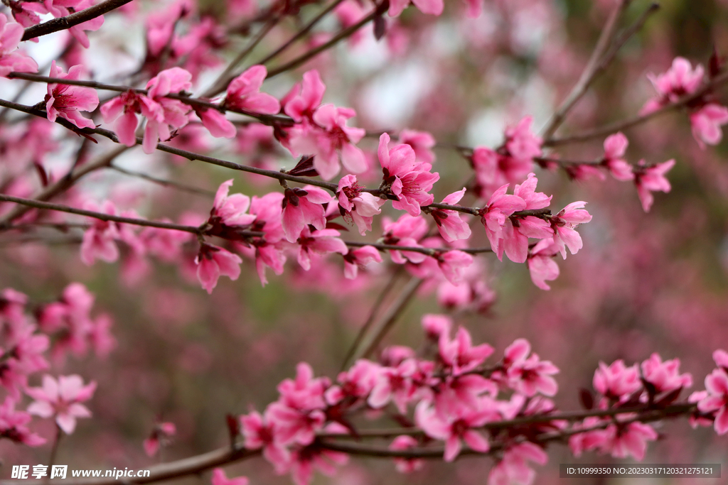 桃花
